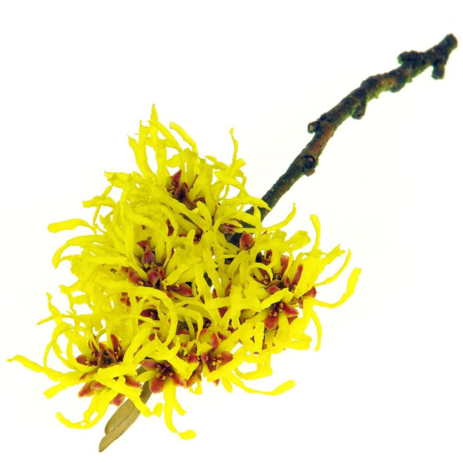 Algae for Organic Alpha Hydroxy Acid Renewing Face Mask For Glowing Skin from Glimmer Goddess