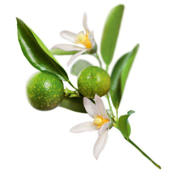 Kakadu plum for Organic Vitamin C Serum 20% Firm & Glow from Glimmer Goddess