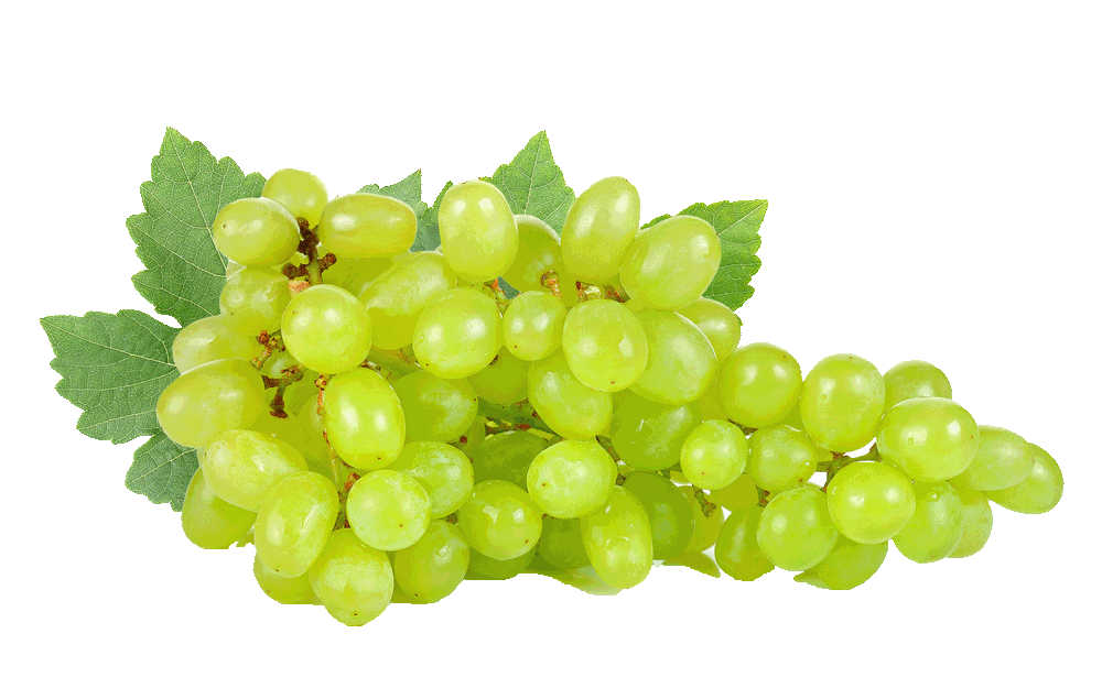 Fresh green grape bunch with leaves, rich in vitamins and botanicals, on white background