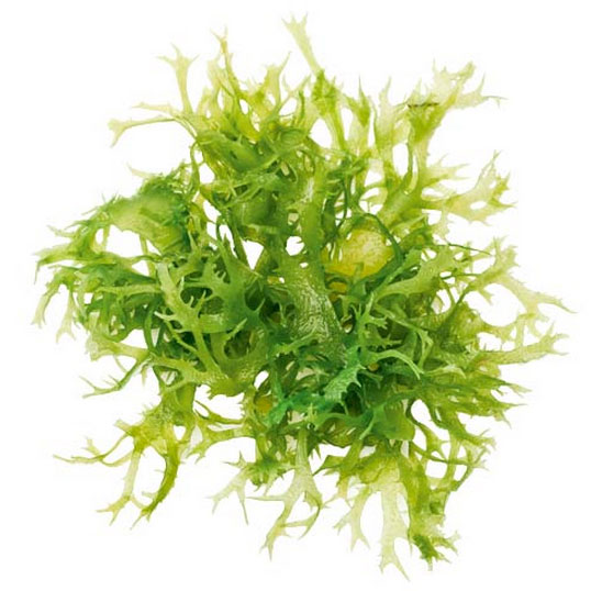 Close-up of vibrant green algae, a natural skin care ingredient, on white background