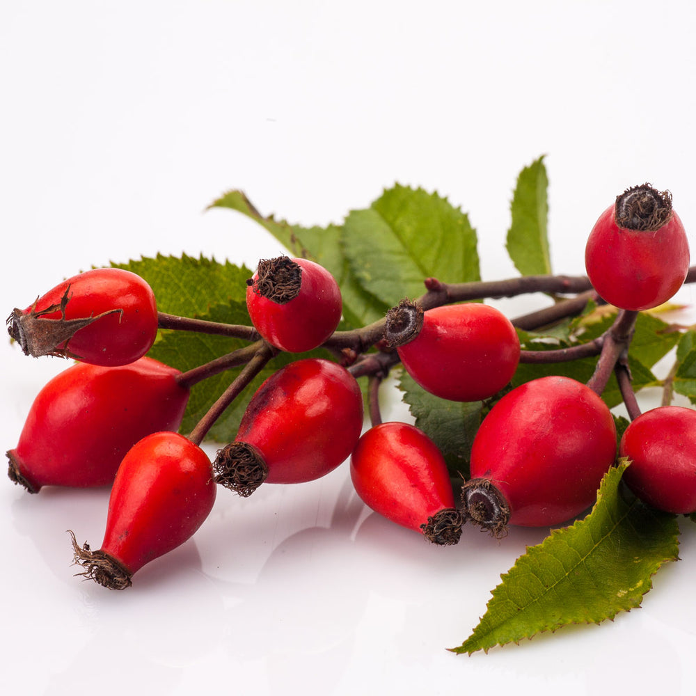 Fresh rosehip berries with green leaves on white background, used in organic skin care