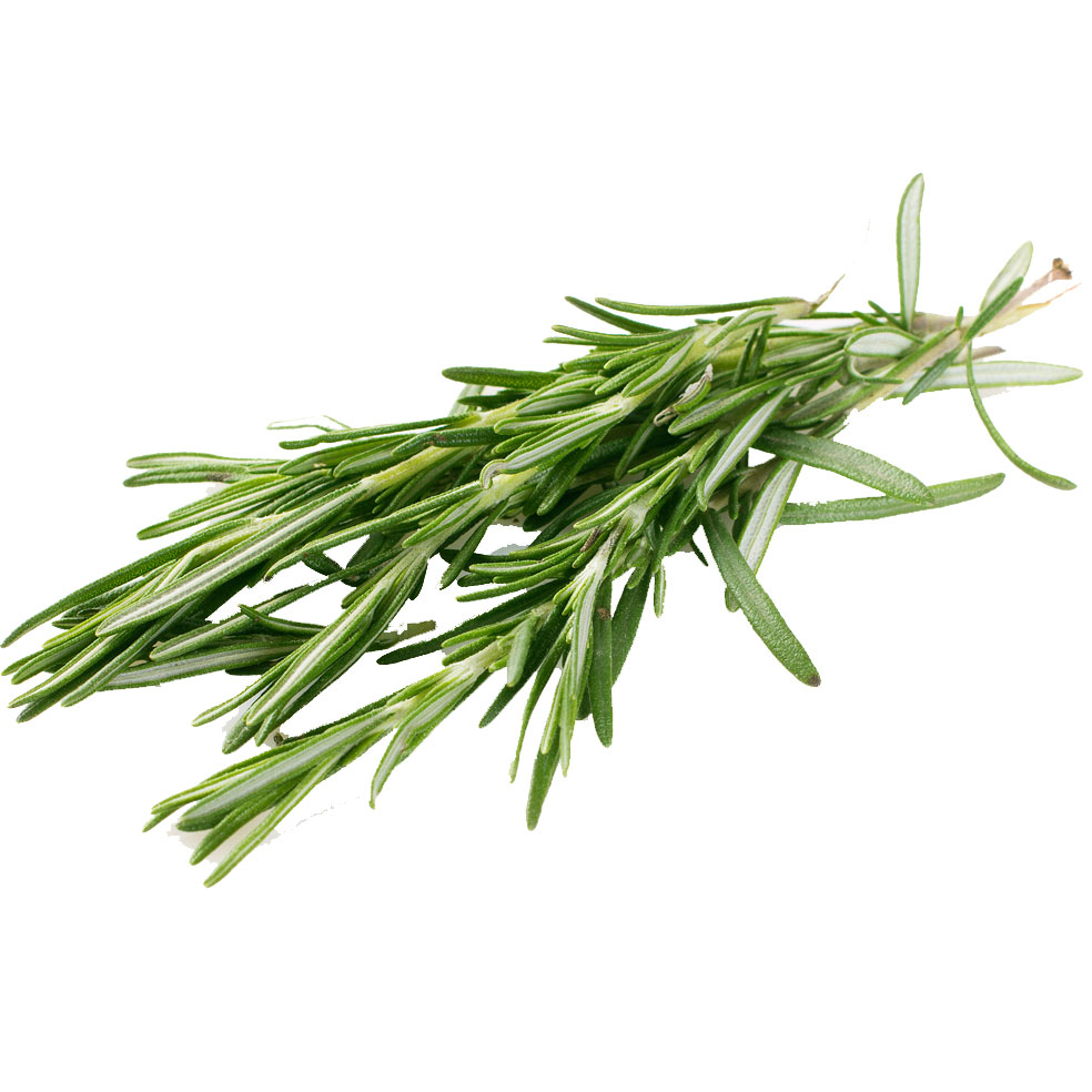 Fresh rosemary sprig on white background, botanical ingredient for organic skin care