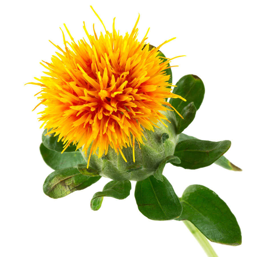 Close-up of a vibrant safflower blossom with bright orange petals and green leaves