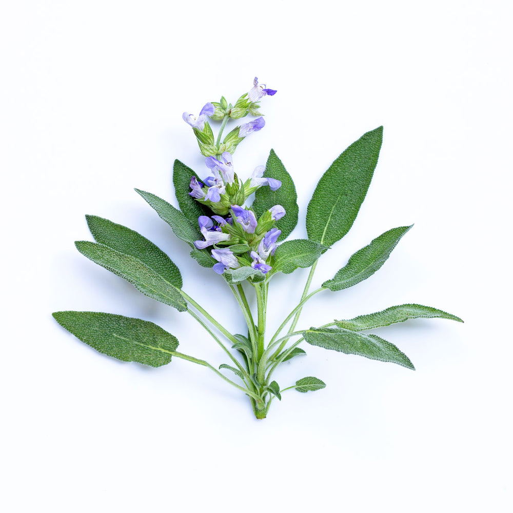 Fresh sage sprig with green leaves and purple flowers on white background