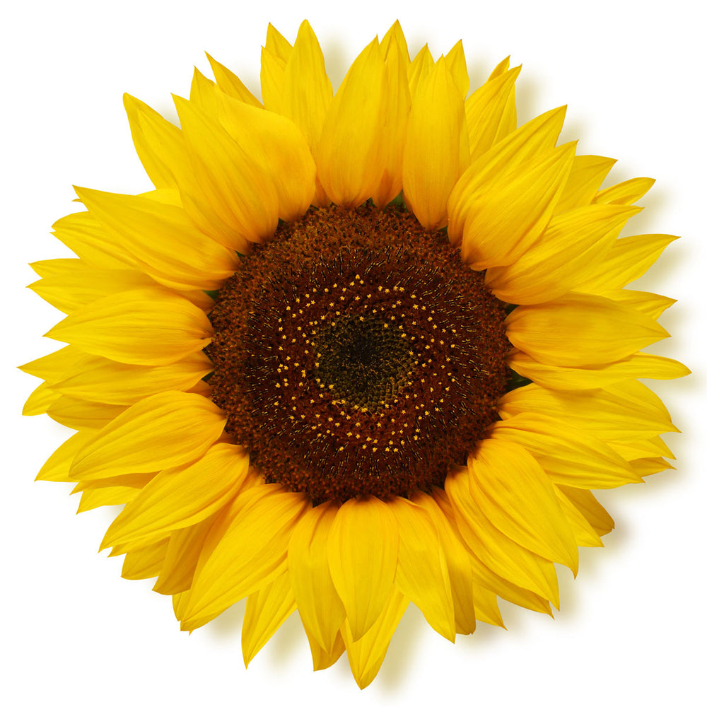 Close-up of vibrant yellow sunflower with brown center on white background